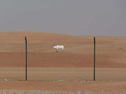 Arabian Oryx Sanctuary